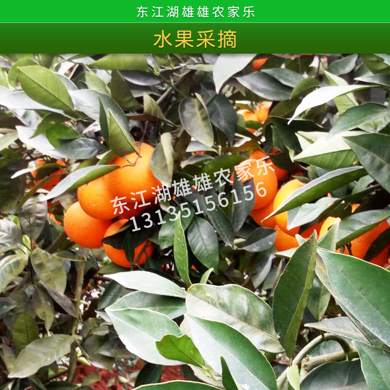 水果采摘 脆爽多汁無(wú)污染*優(yōu)質(zhì)精選價(jià)格實(shí)惠果園采摘產(chǎn)地供應(yīng)
