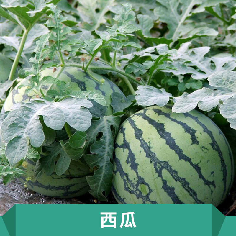 西瓜產(chǎn)地中早熟品種生長勢較強(qiáng)橢圓花皮大瓜價格實惠西瓜苗