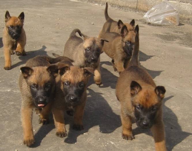 純種馬犬幼犬多少錢馬犬好養(yǎng)嗎 純種馬犬幼犬多少
