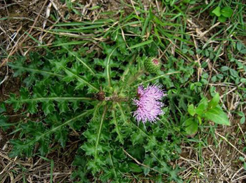 代收購(gòu)中藥材大薊