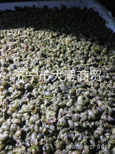 水蛭幼苗開口螺，漂螺，浮螺