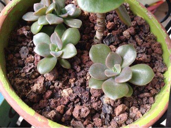 花肥 花卉肥料 花肥廠家 優(yōu)質(zhì)花肥批發(fā) 花肥供應 花肥價格