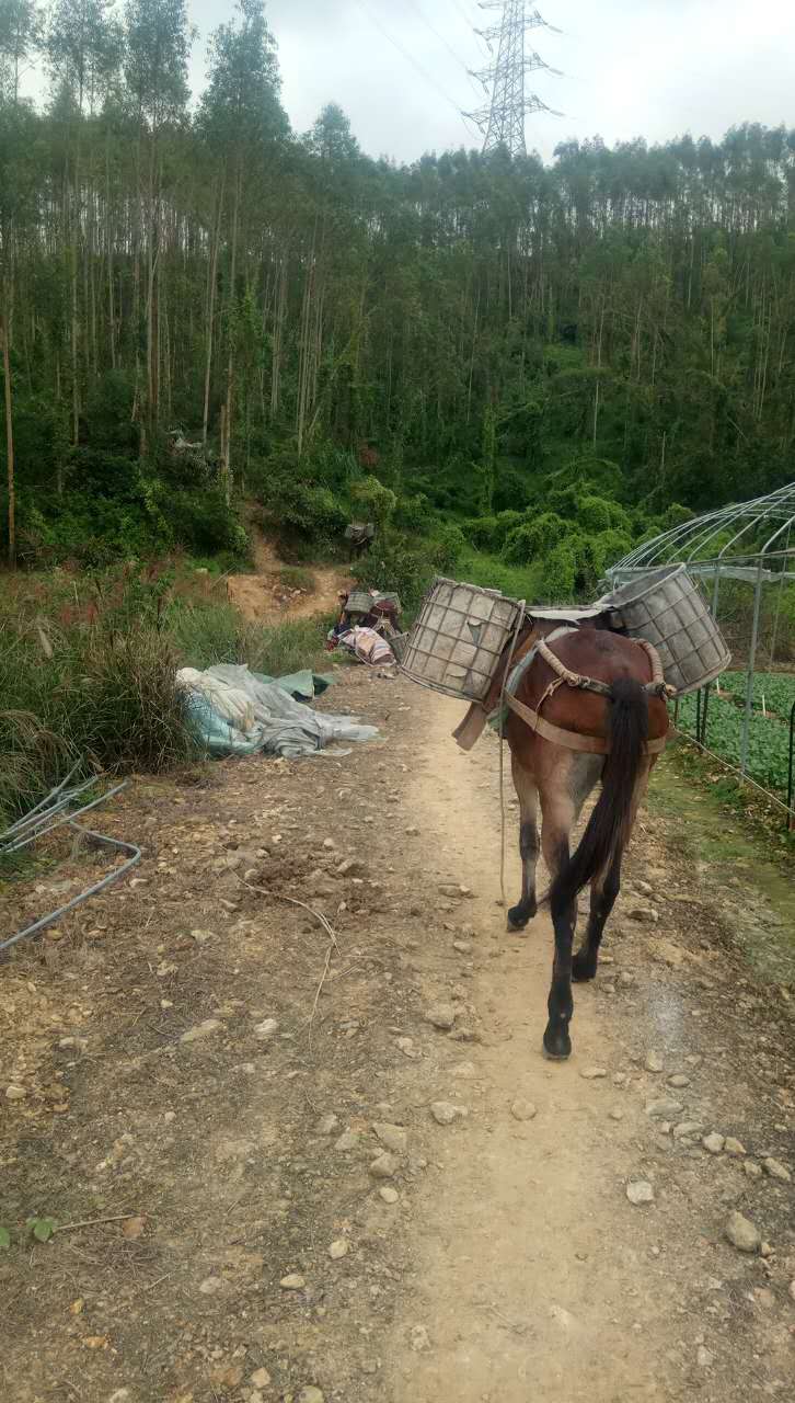 廣東馬隊運輸隊 廣東馬隊運輸 福建馬隊運輸 江西馬隊運輸