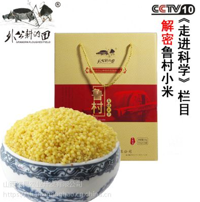 山西魯村小米供應(yīng)商    山西魯村小米廠家直銷  山西魯村小米批發(fā)