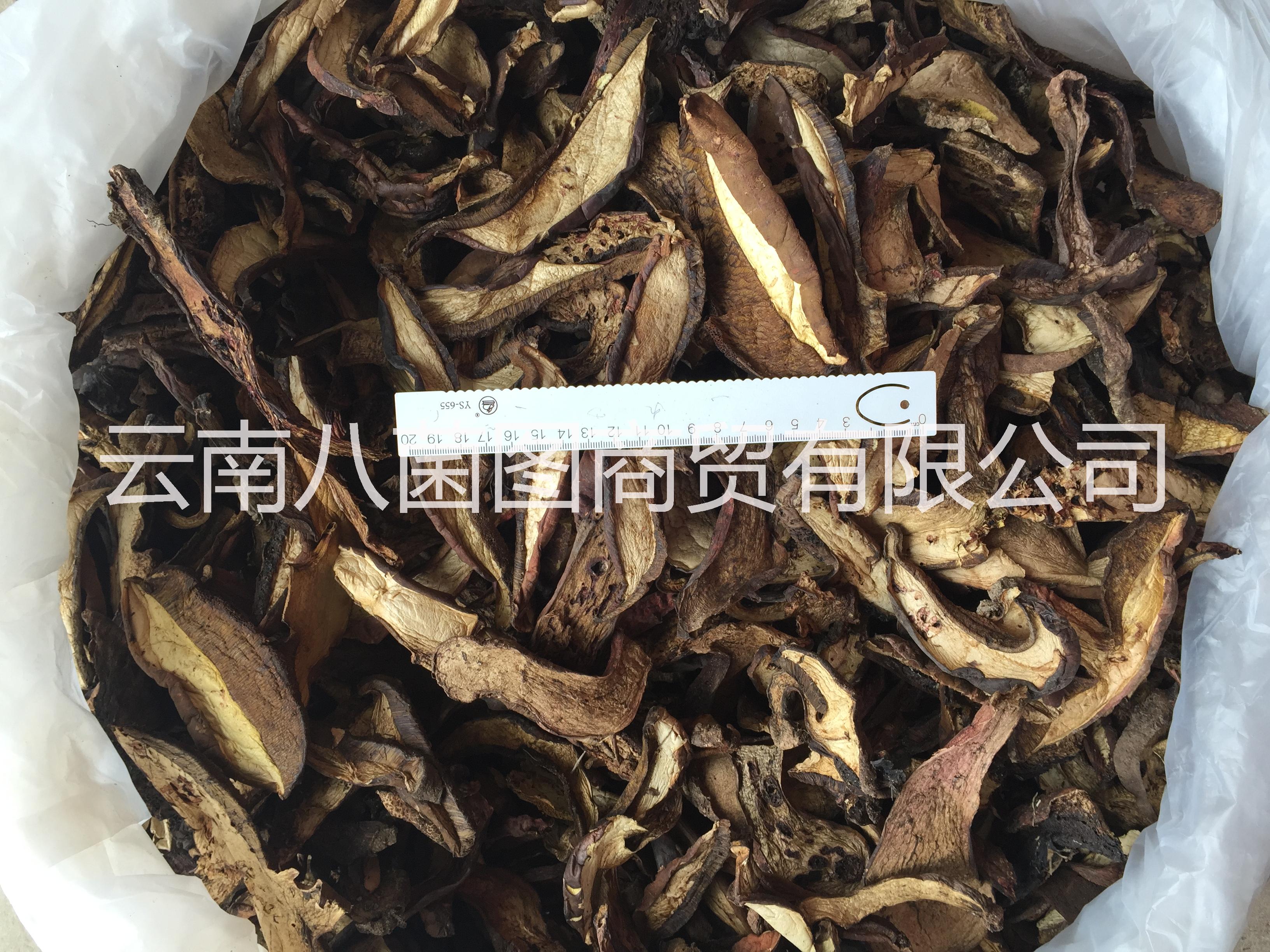 云南黑木王菌 黑木王菌批發(fā) 黑木王菌供應商 黑木王菌哪里好