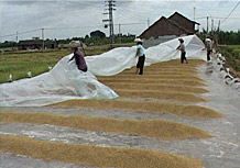 江蘇農(nóng)用無(wú)紡布 江蘇農(nóng)用無(wú)紡布廠家 江蘇農(nóng)用無(wú)紡布價(jià)格 農(nóng)用無(wú)紡布哪家好