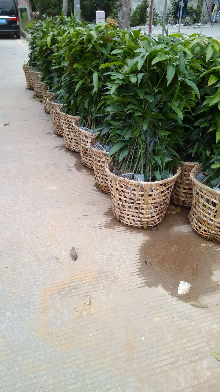 芒果苗、芒果樹(shù)