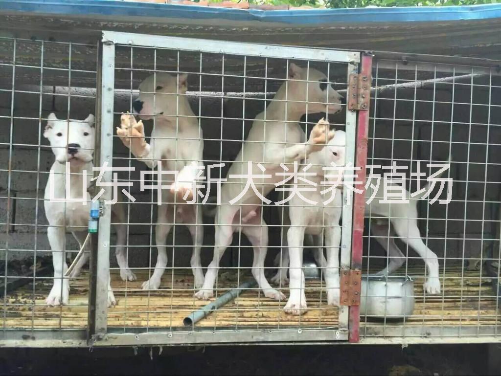 供應(yīng)杜高幼犬 杜高犬杜高幼犬哪里有賣(mài)的