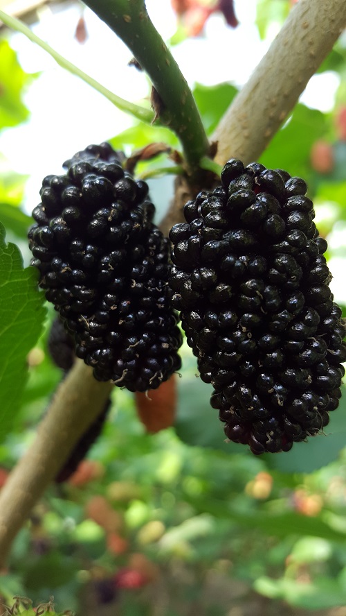 供應(yīng)果桑苗新品種