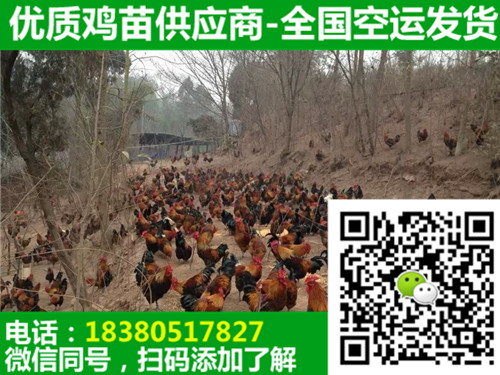 重慶長壽三黃雞苗報價,三黃雞苗