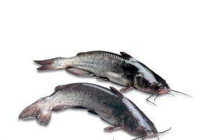 茂名美國叉尾 叉尾魚供應商直銷 養(yǎng)殖批發(fā)價格