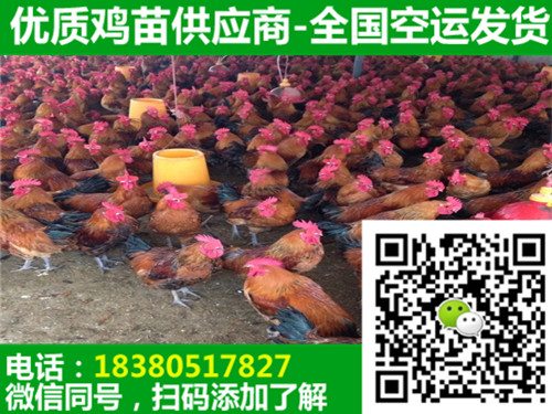 射洪青腳土雞苗多少錢,青腳土雞苗