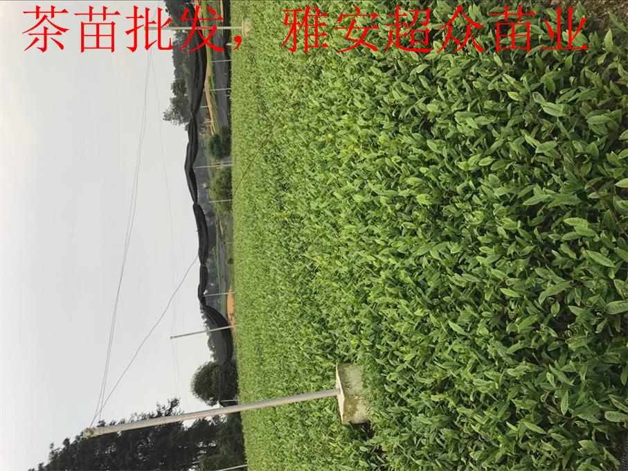 商洛茶葉苗，陜西青茶苗，綠茶苗