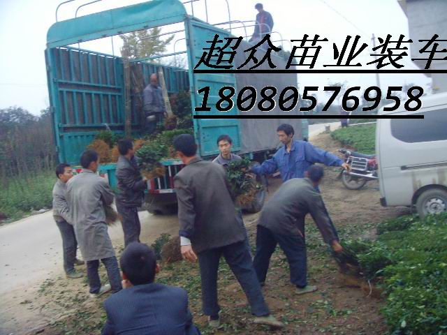 商洛茶葉苗，陜西青茶苗，綠茶苗