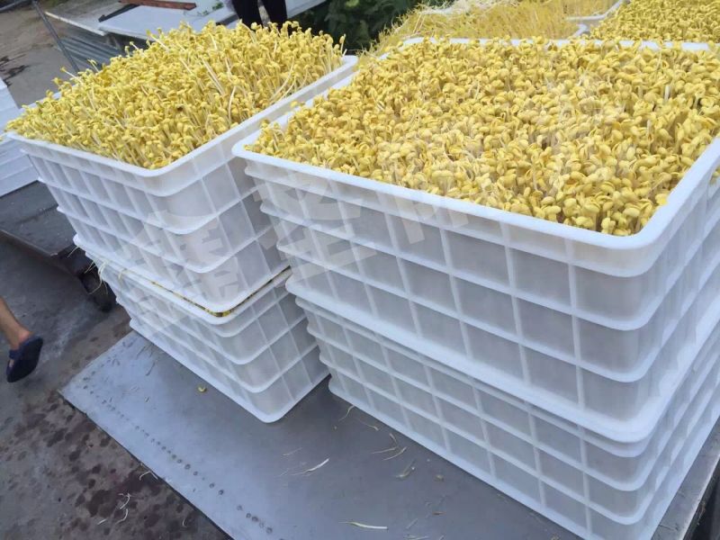 豆芽機 豆芽菜機械 豆芽機 豆芽菜機械 大型生產(chǎn)流水