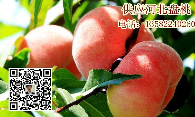 河北保定蟠桃價(jià)格 產(chǎn)地* 價(jià)格合理 供應(yīng)河北盤桃
