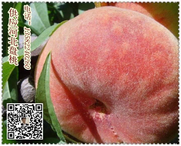 河北保定蟠桃價(jià)格 產(chǎn)地* 價(jià)格合理 供應(yīng)河北盤桃