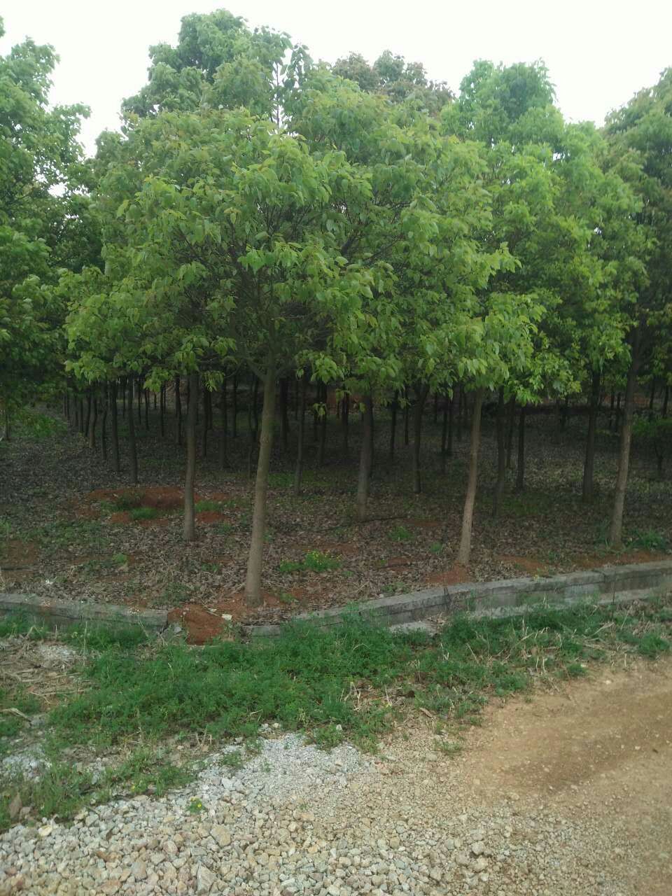 樟樹       樟樹批發(fā)       湖南樟樹      湖南郴州樟樹基地