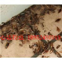 江陰滅鼠公司-心潔控蟲服務(wù)有限公