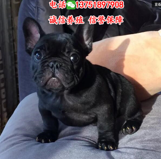 廣州哪里有賣法斗，純種法牛價(jià)格