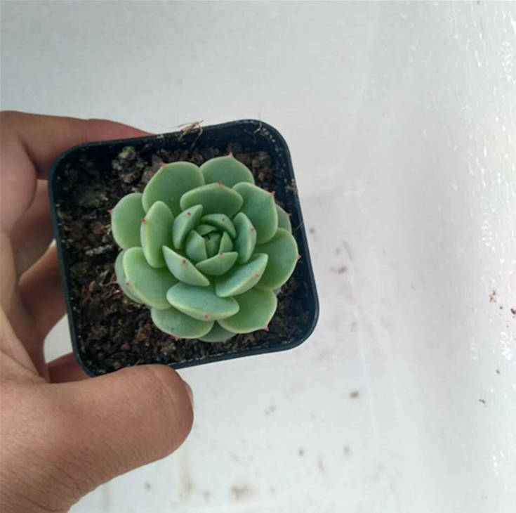 花卉多肉植物盆栽 防輻射 花卉多肉植物盆栽 防輻射  花卉多肉植物辦公室盆栽 防輻射 花卉多肉植物辦公室盆栽 靜葉