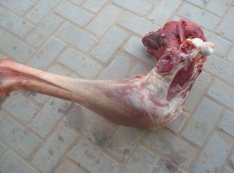 山西鴕鳥苗養(yǎng)殖基地_山西鴕鳥苗養(yǎng)殖基地電話_山西鴕鳥苗批發(fā)