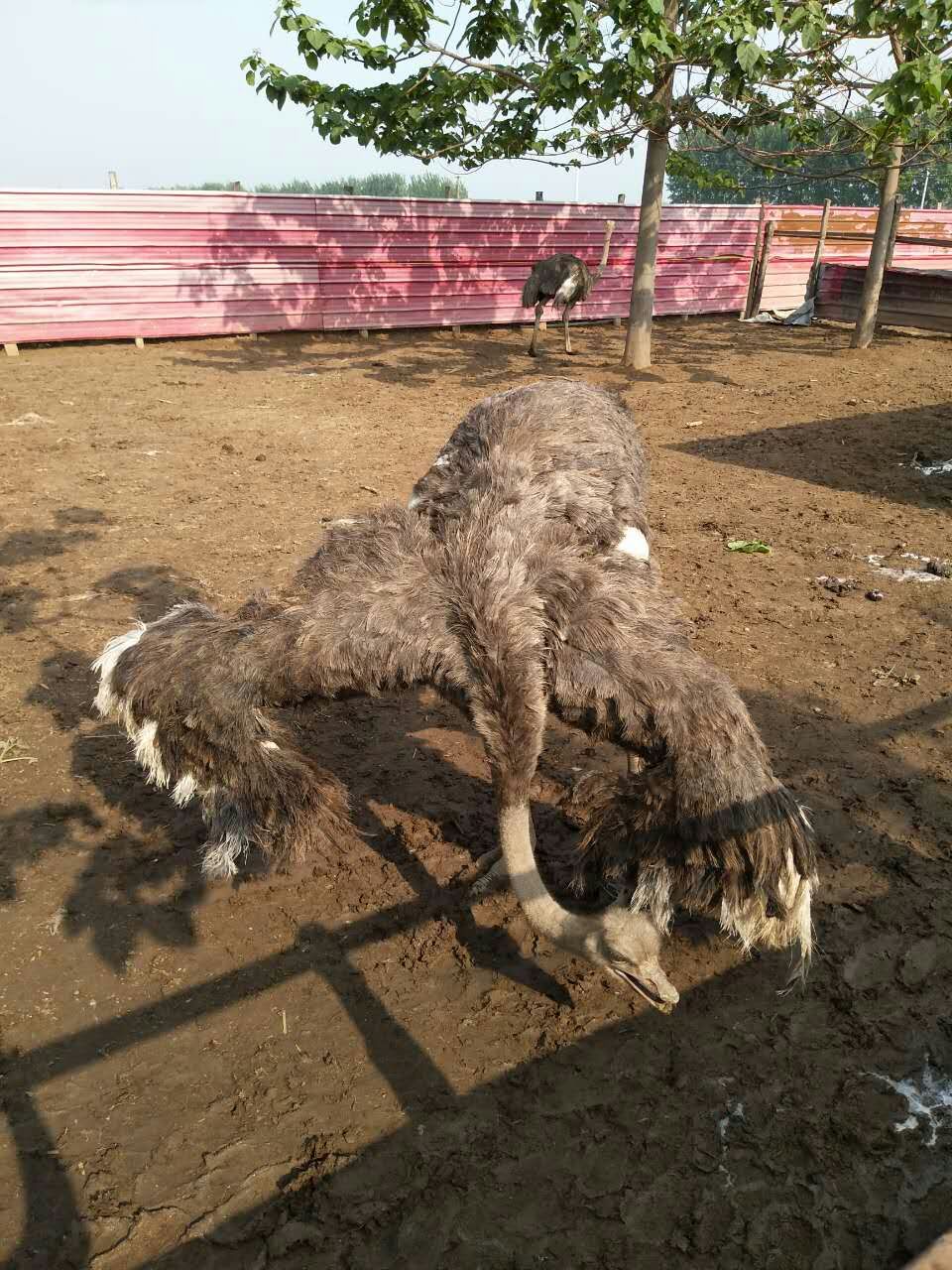 成品鴕鳥 鴕鳥苗出售 大興鴕鳥養(yǎng)殖場   鴕鳥苗供應(yīng)商