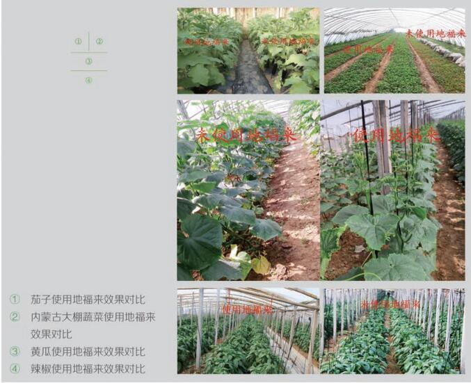 地福來生物肥使用方法及作物使用后效果 地福來生物肥料 地福來藻類細(xì)胞肥料