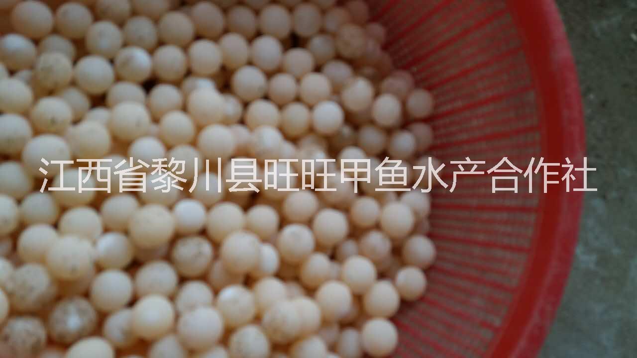 純種甲魚蛋純種甲魚蛋批發(fā)黎川純種甲魚蛋純種日本甲魚蛋
