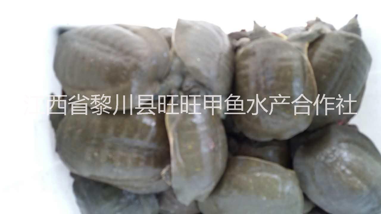 食用成年甲魚黎川食用成年甲魚出售批發(fā)食用成年甲魚食用成年甲魚養(yǎng)殖