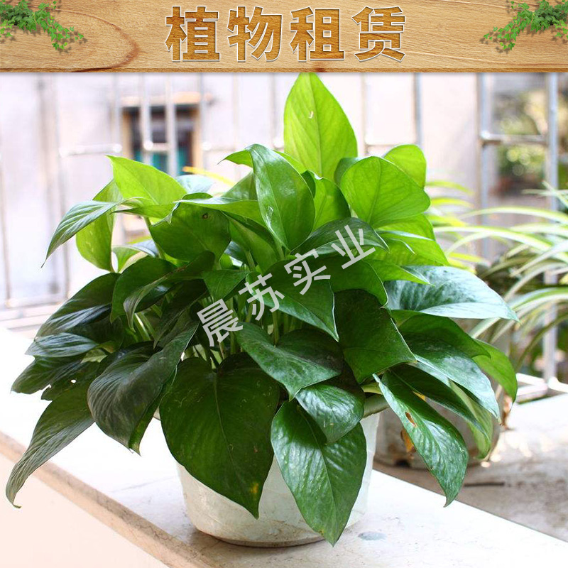 植物租賃出售城市綠化養(yǎng)護(hù)園林綠化工程價(jià)格實(shí)惠專業(yè)植物租賃服務(wù)