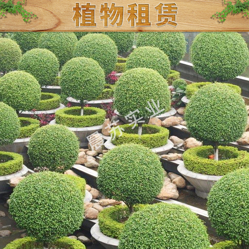 植物租賃出售城市綠化養(yǎng)護(hù)園林綠化工程價(jià)格實(shí)惠專業(yè)植物租賃服務(wù)