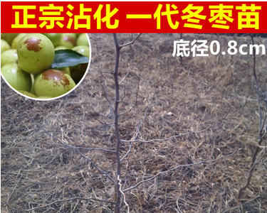 山東大冬棗苗廠家直銷 大冬棗苗批發(fā)價(jià)格 大冬棗苗供應(yīng)商廠家