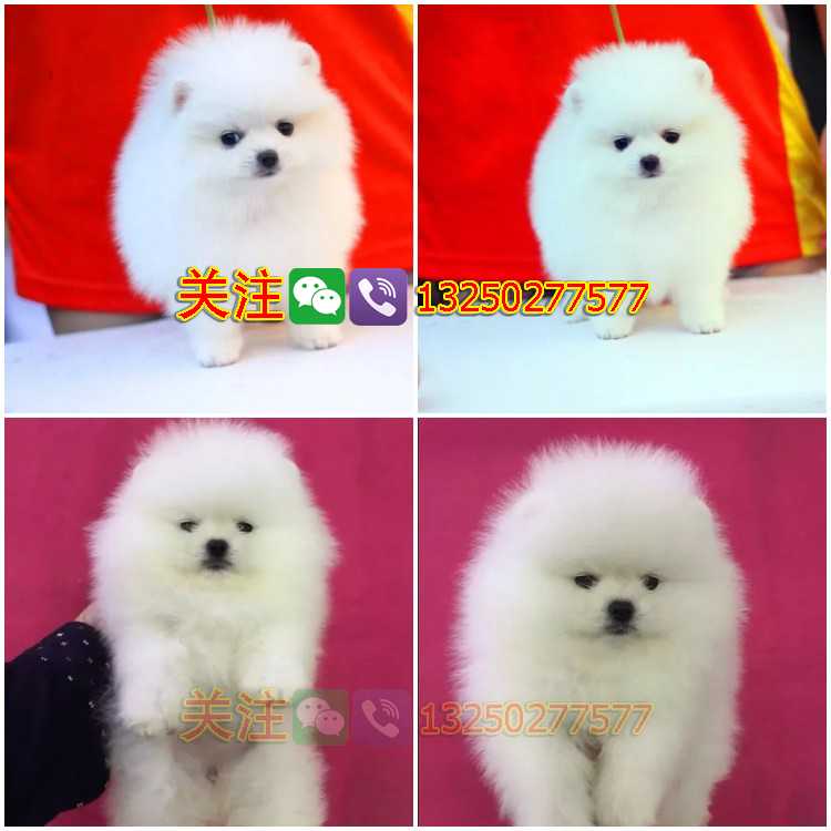 純種哈多利球體博美犬