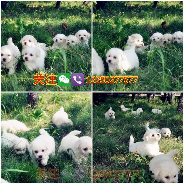 純種比熊犬誠駿犬舍出售 卷毛比熊小型犬 *狗狗純種健康 歡迎上門挑選