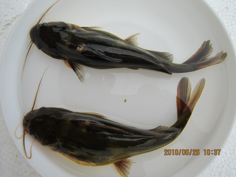 黃嗓魚苗 雙金龍黃嗓魚苗 優(yōu)質黃嗓魚苗批發(fā) 從事養(yǎng)殖黃嗓魚苗 肇慶黃嗓魚苗 黃嗓魚苗多少錢 黃嗓魚苗基地 廣東黃嗓魚苗哪