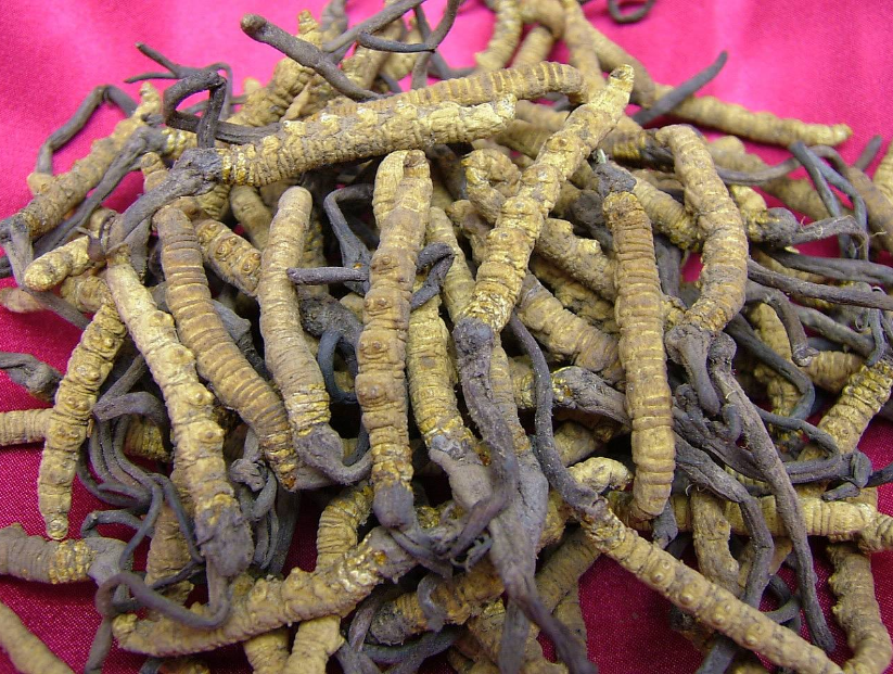 蟲草回收 廣州蟲草回收 廣州蟲草回收公司 廣州蟲草回收價(jià)格