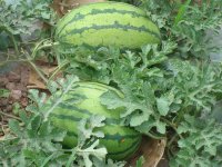 陜西西瓜銷售價格，西瓜 陜西西瓜銷售價格批發(fā) 陜西西瓜銷售價格批發(fā)