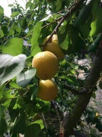 供應(yīng)陜西油桃市場價(jià)格 陜西油桃批發(fā)，陜西油桃批發(fā)電話