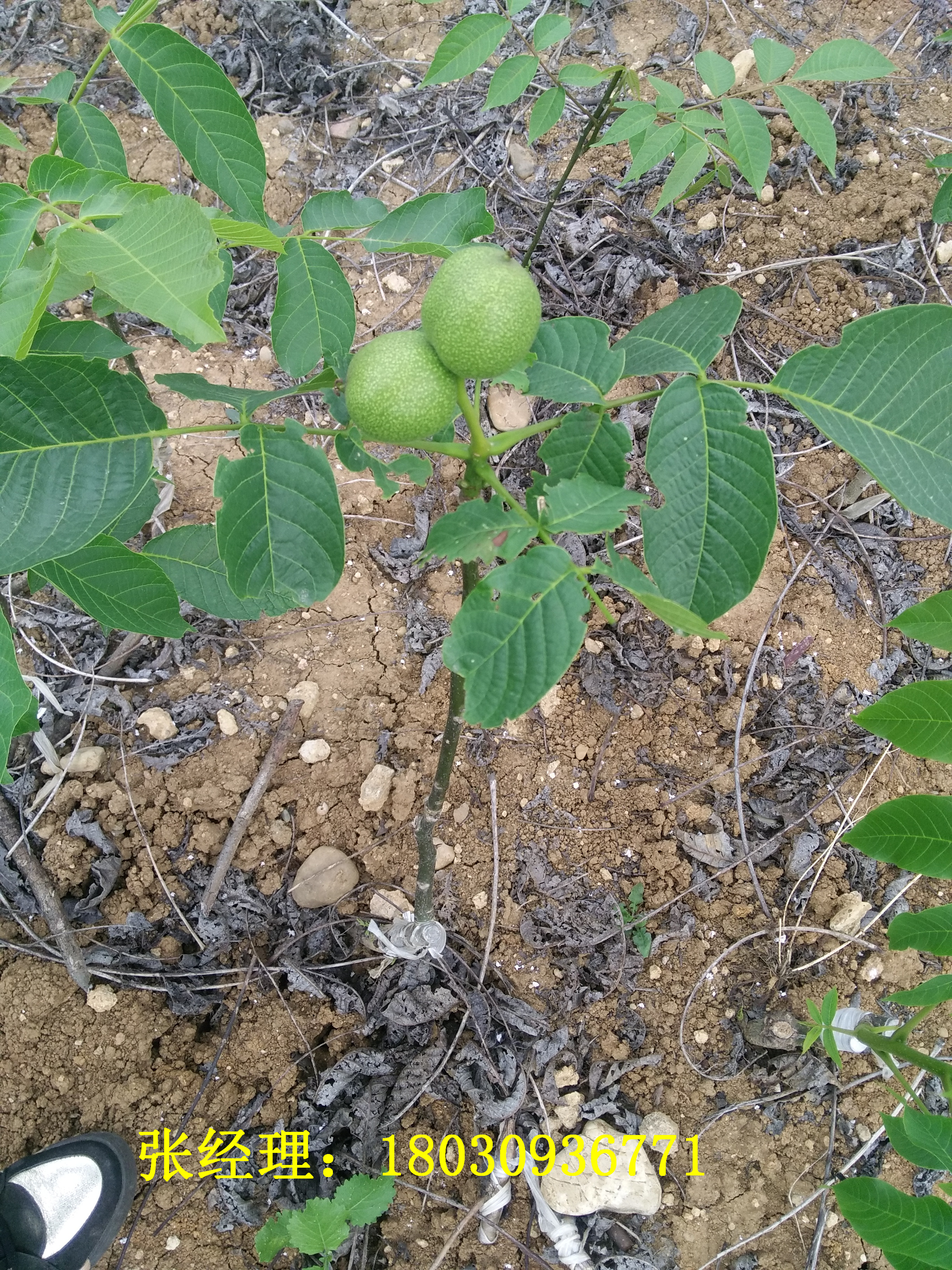 川早2號(hào)核桃苗 川早2號(hào)種植環(huán)境 四川川早2號(hào)核桃苗種植前景怎么樣