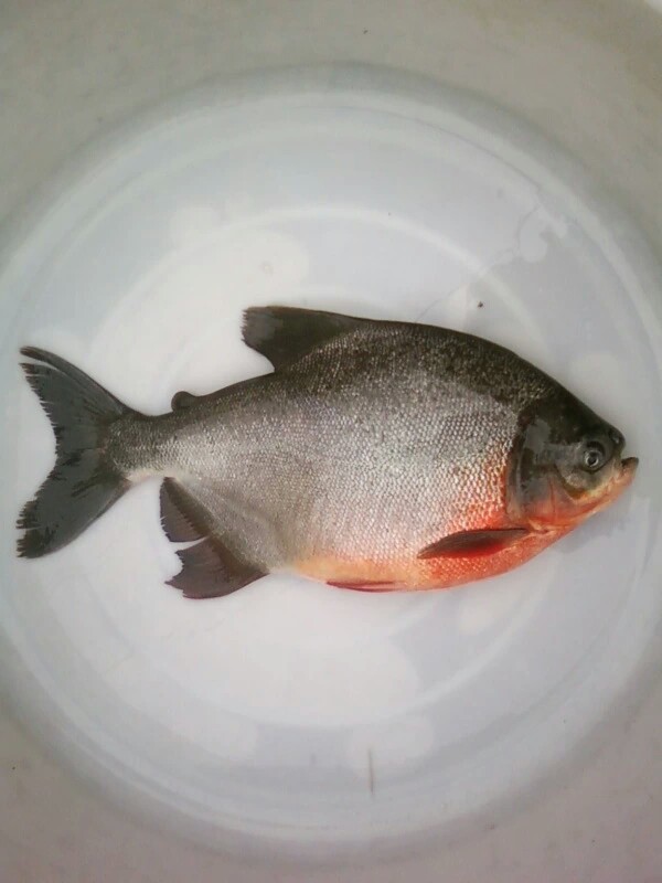 白鯧魚苗 廣東白鯧魚苗批發(fā) 白鯧魚苗養(yǎng)殖基地 白鯧魚苗價格 肇慶白鯧魚苗哪家好  雙金龍白鯧魚苗 優(yōu)質(zhì)白鯧魚苗批發(fā)