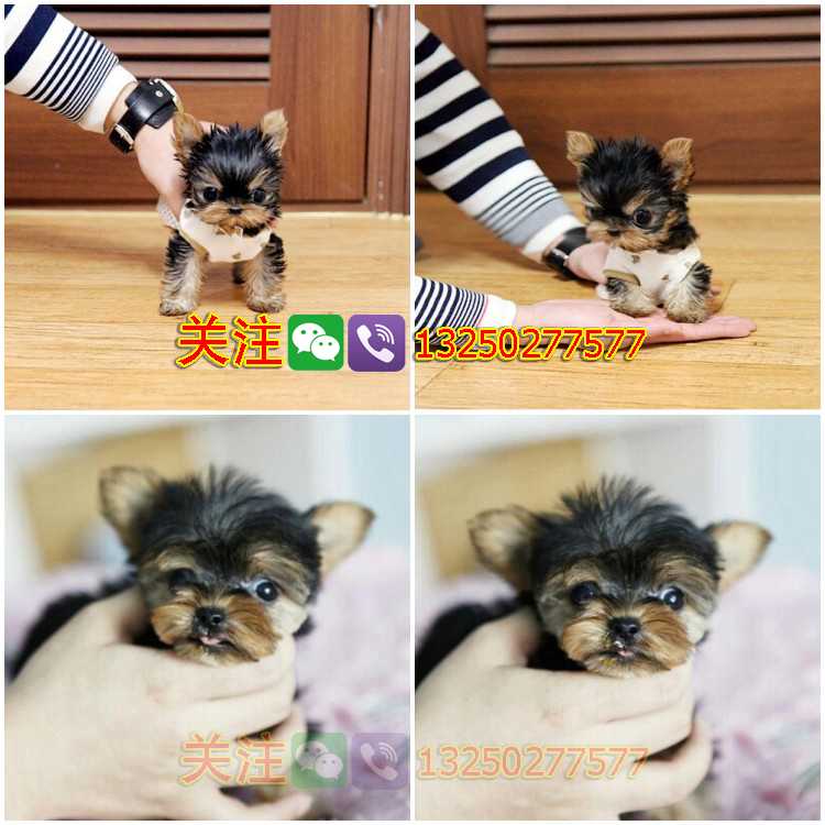 純種約克夏犬專業(yè)繁育名犬之后約克夏寶寶聰明可愛(ài)血統(tǒng)好可上門挑選