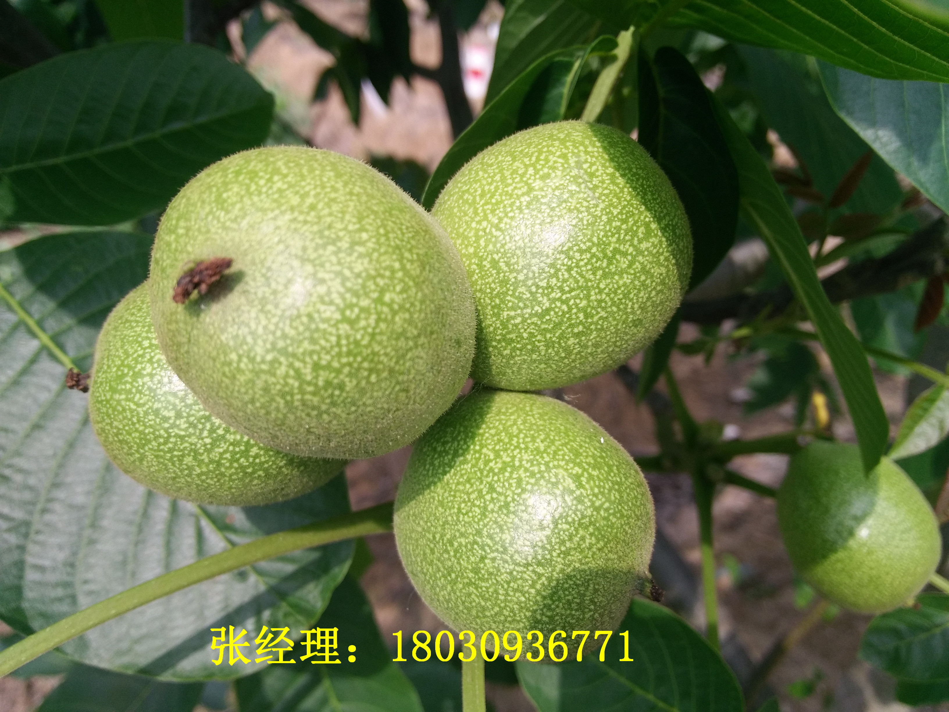 川早核桃苗，川早核桃苗的栽植