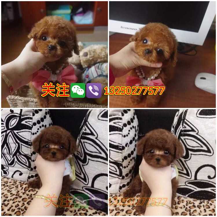 佛山泰迪犬純種玩具體多少錢一只有沒有健康保障