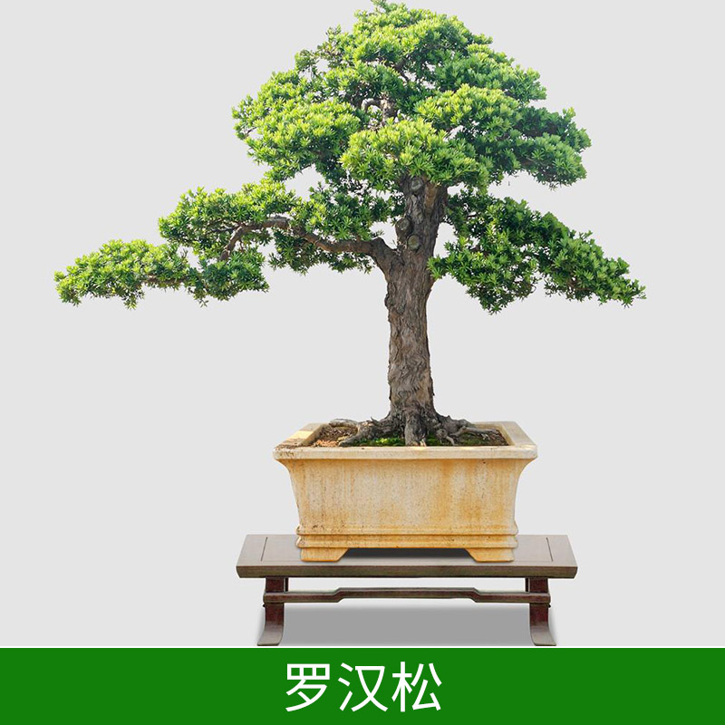 家庭盆栽羅漢松四季常青凈化空氣造型羅漢松價格實惠羅漢松種植基地