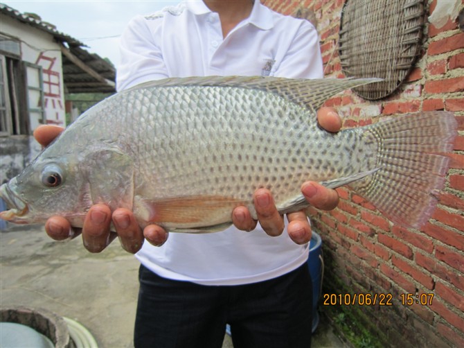 肇慶羅非魚采購(gòu)平臺(tái) 肇慶紅羅非魚供應(yīng)商 紅羅非魚多少錢 紅羅非魚哪家好 紅羅非魚采購(gòu)平臺(tái) 紅羅非魚基地