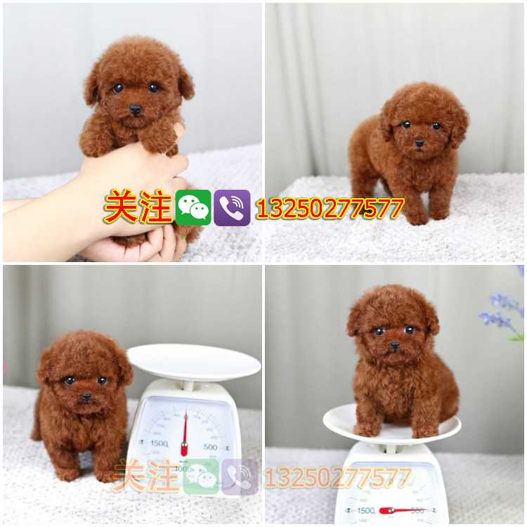 佛山泰迪犬純種玩具體多少錢一只有沒有健康保障