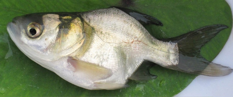 廣州大頭魚苗批發(fā)價(jià)格 大頭魚苗采購供應(yīng) 大頭魚苗報(bào)價(jià)