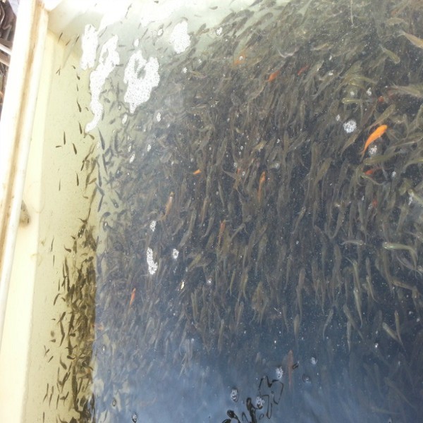 廣州鯉魚苗批發(fā)價(jià)格 鯉魚苗報(bào)價(jià) 鯉魚苗采購(gòu)供應(yīng)