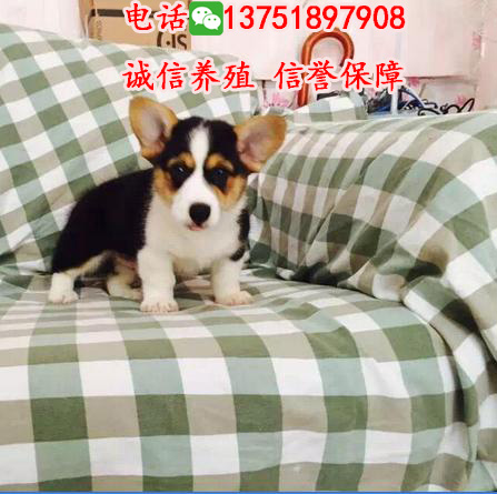 廣州邊度有賣柯基犬，純種柯基幾錢